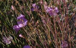 Image of Chattahoochee false foxglove