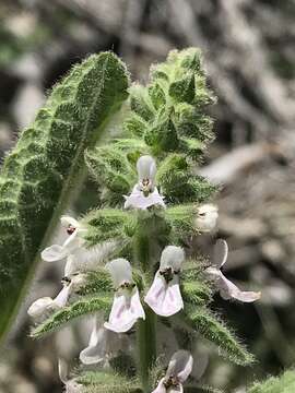 Image of Sonoma Hedge-Nettle