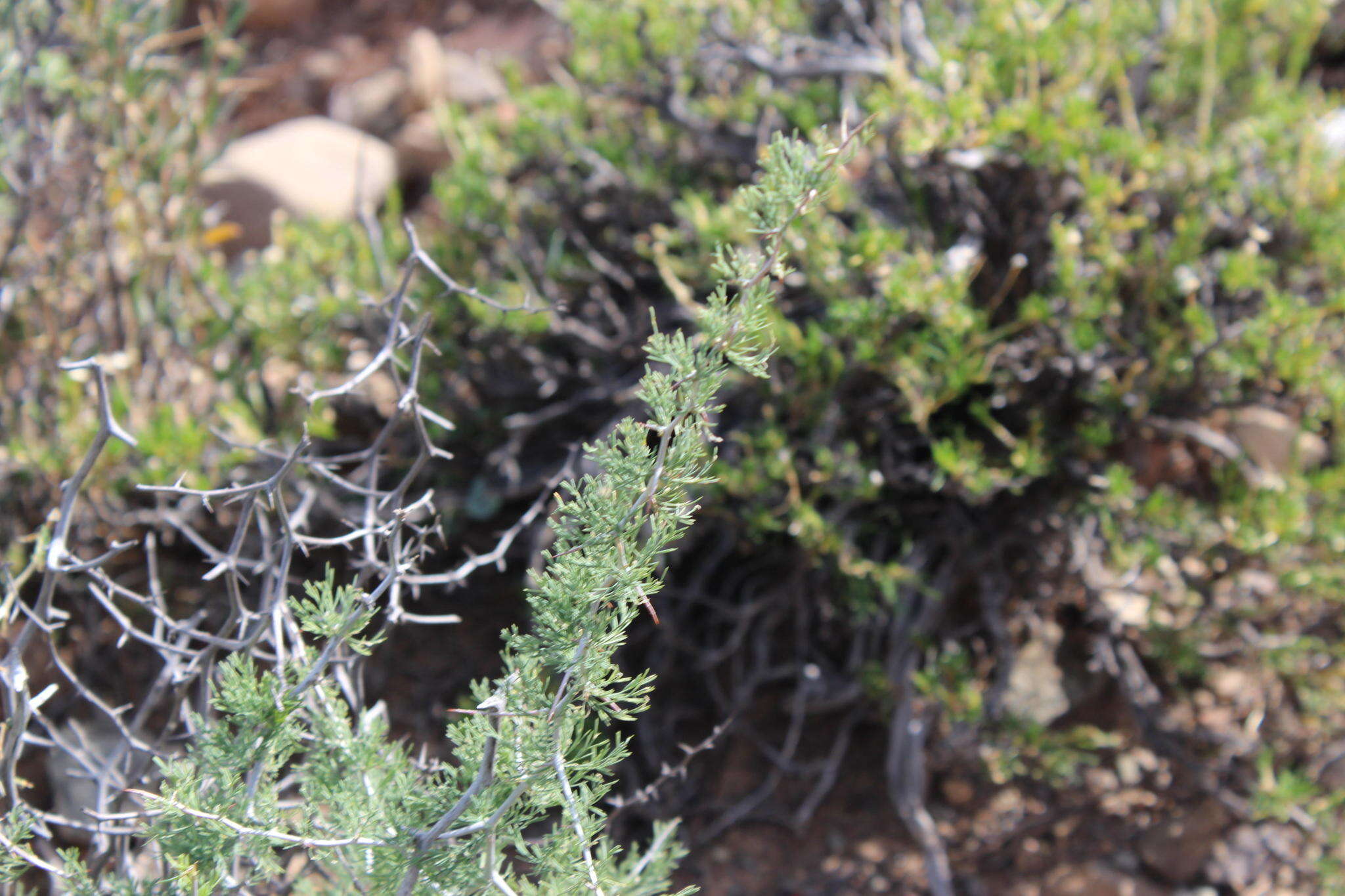 Image of Asparagus burchellii Baker