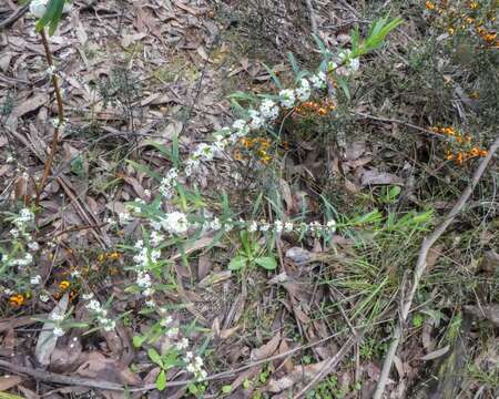 Image of Pimelea axiflora subsp. axiflora