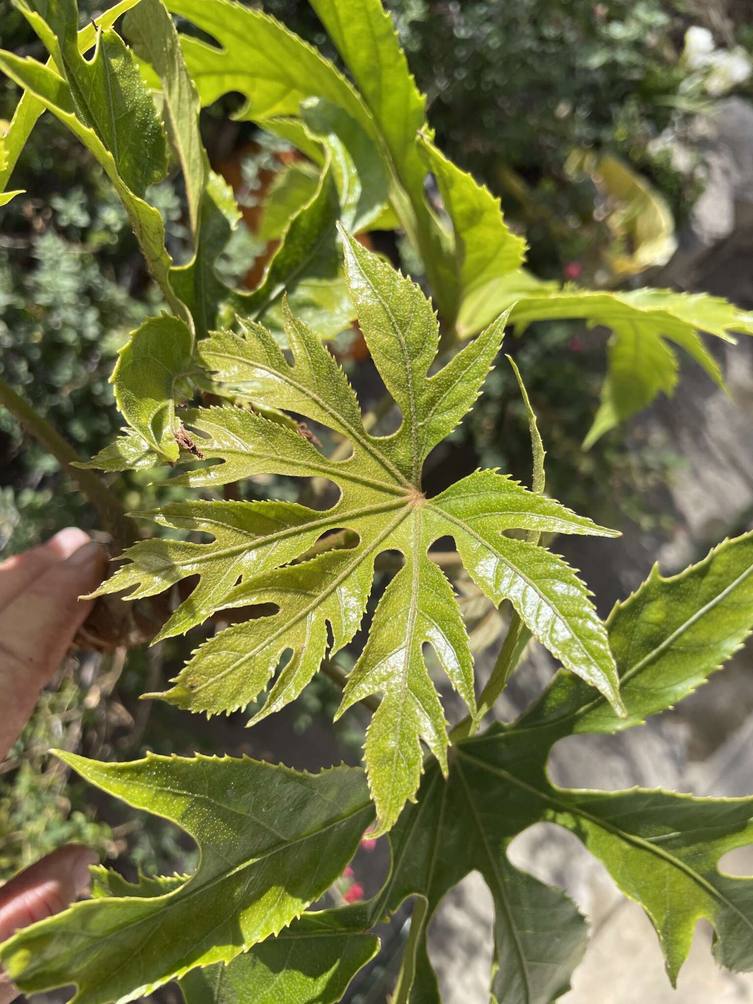 Sivun Trevesia palmata (Roxb. ex Lindl.) Vis. kuva