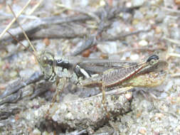 Слика од Melanoplus foedus fluviatilis Bruner & L. 1897