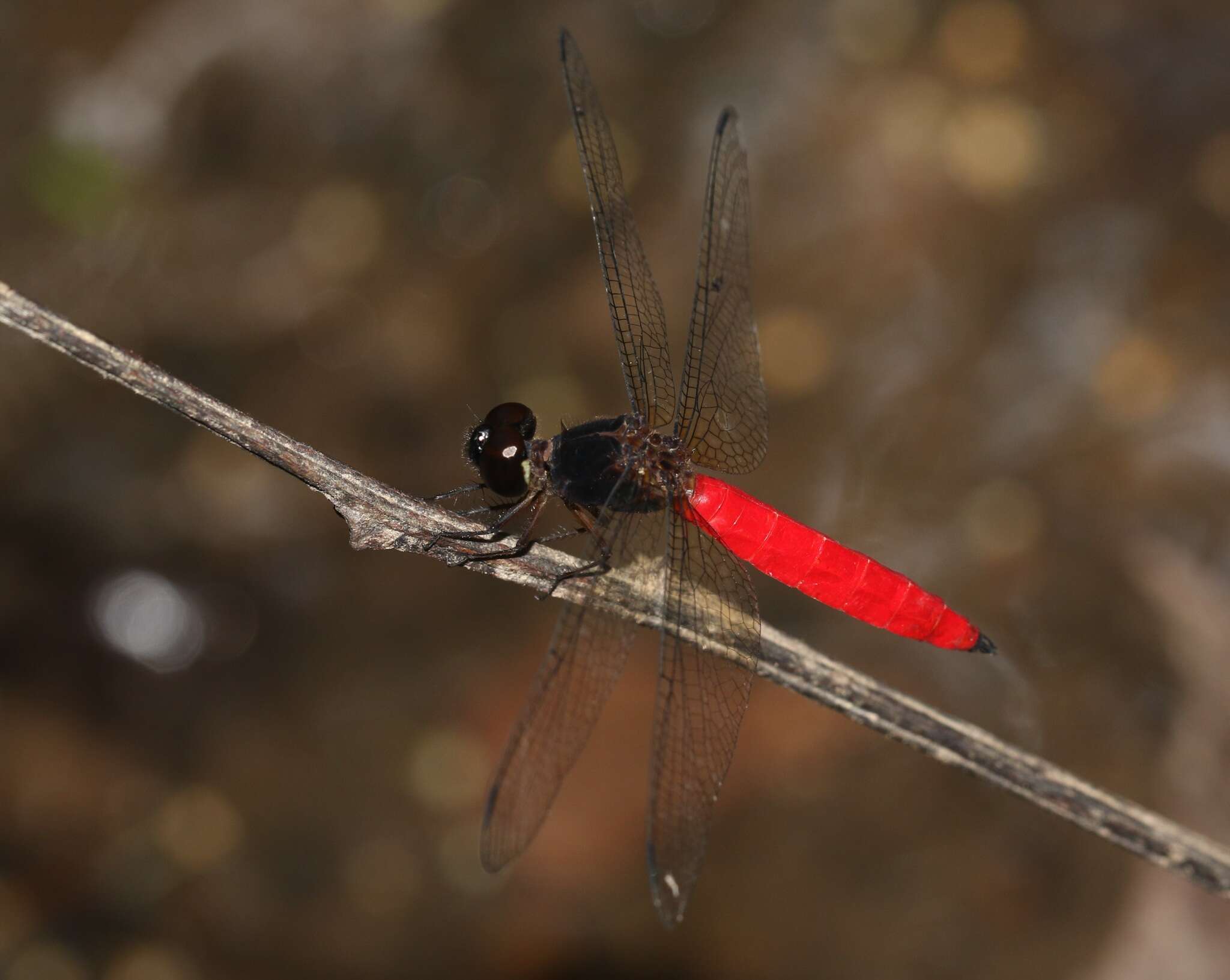 Image of Lyriothemis biappendiculata (Selys 1878)