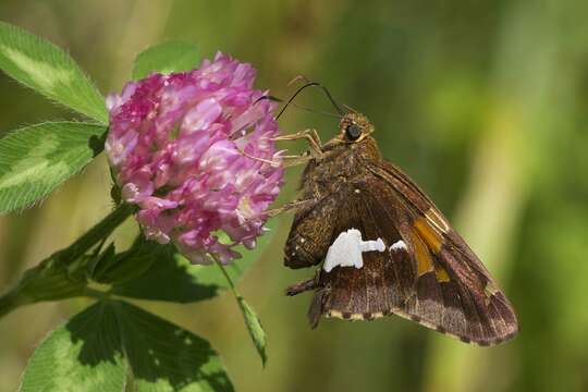 Image of Silver-spotted Skipper