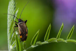 Adelphocoris seticornis (Fabricius 1775)的圖片