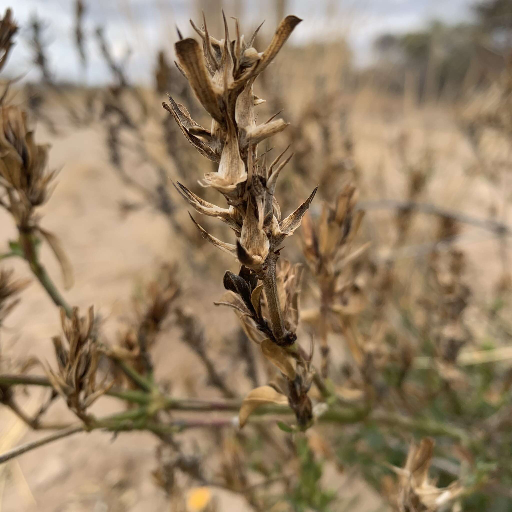 Image of Barleria senensis Klotzsch