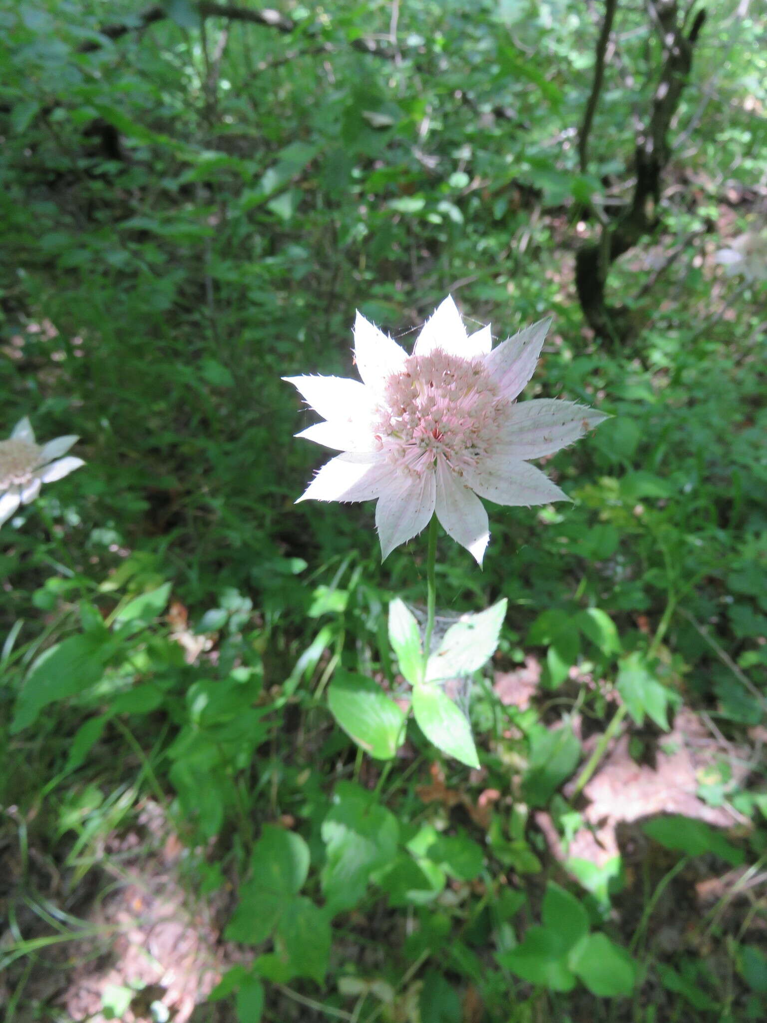 Imagem de Astrantia maxima Pall.