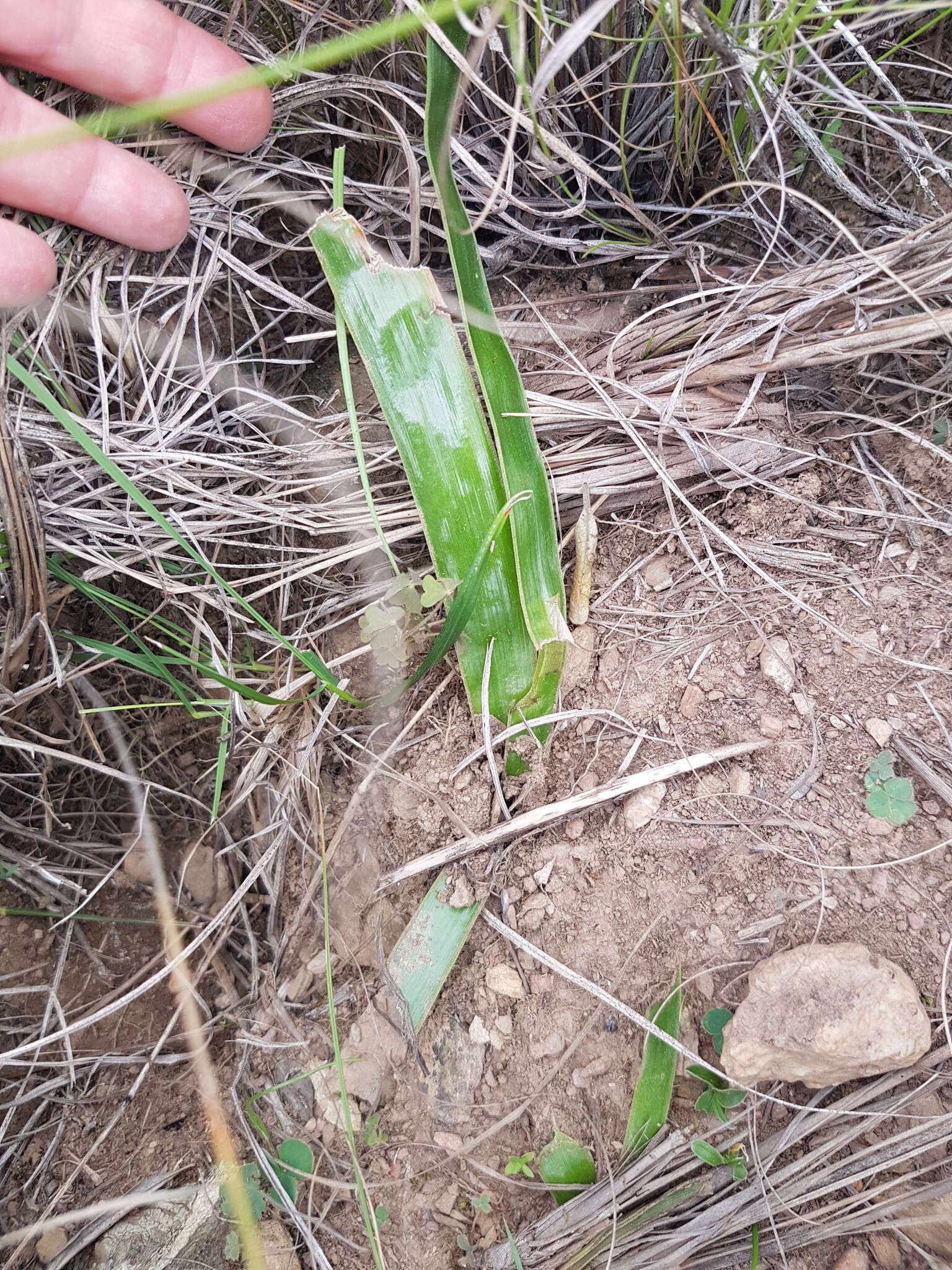 Слика од Trachyandra muricata (L. fil.) Kunth