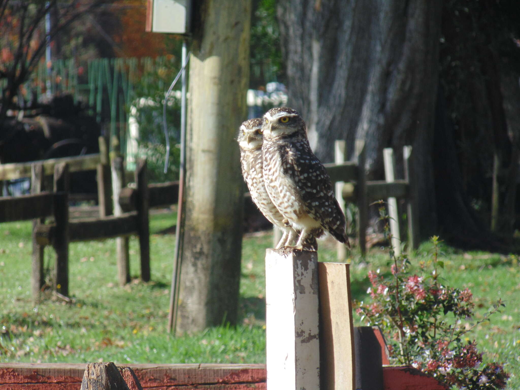 Image of Athene cunicularia cunicularia (Molina 1782)