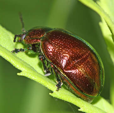 صورة <i>Chrysolina virgata</i>