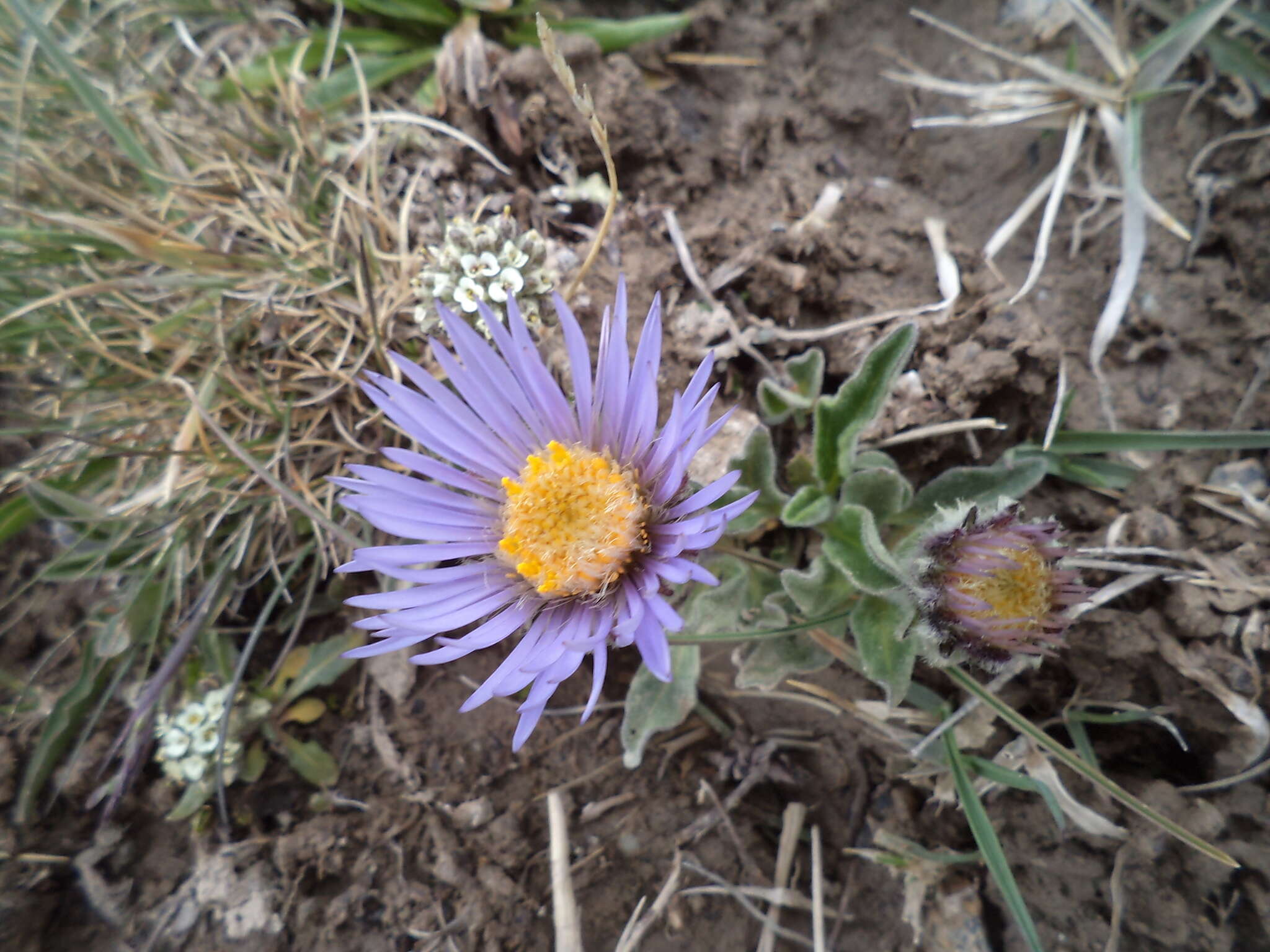 Plancia ëd Aster flaccidus Bunge