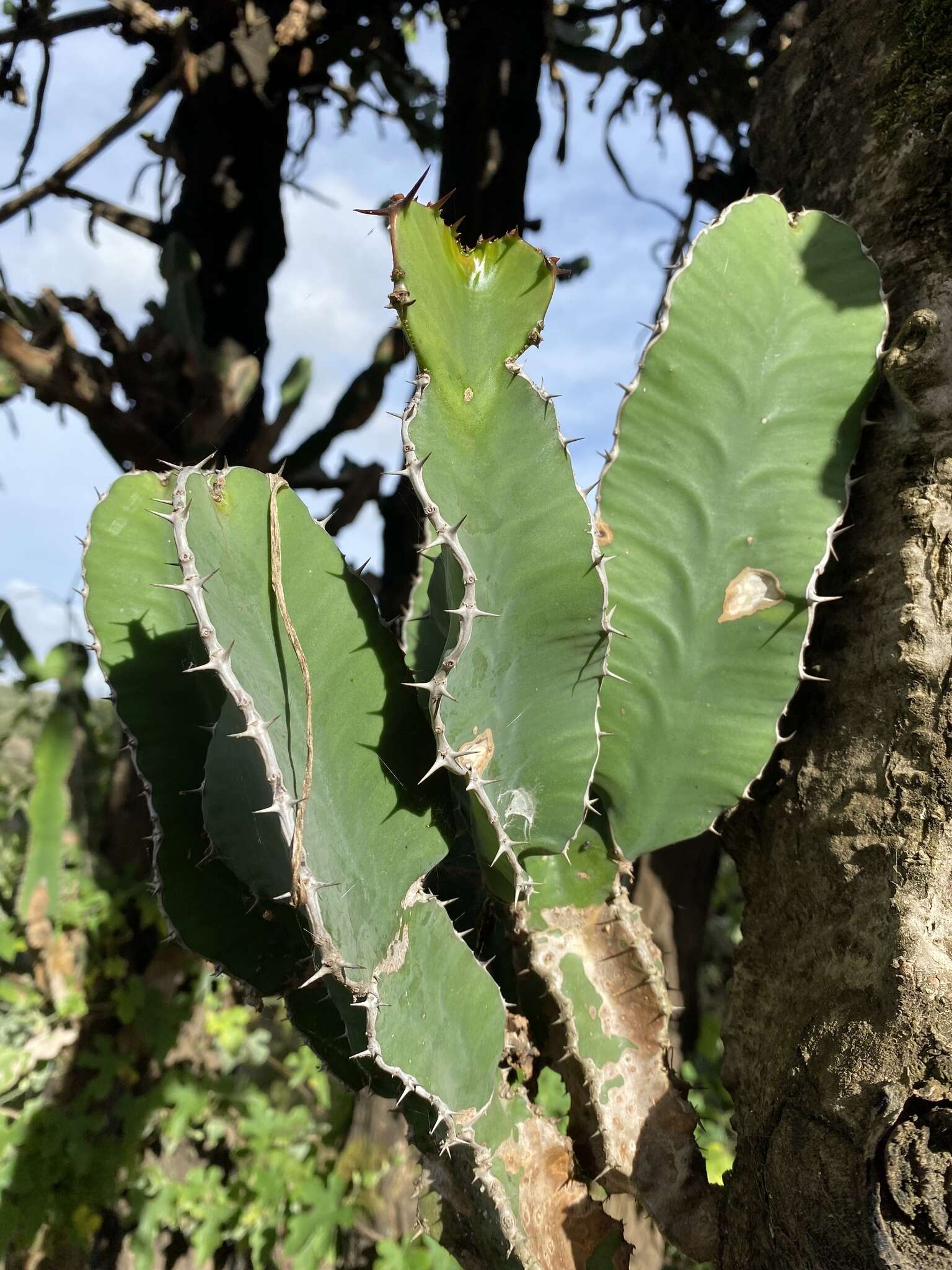 Image of Euphorbia bussei Pax
