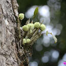 Image of Dendrobium capituliflorum Rolfe