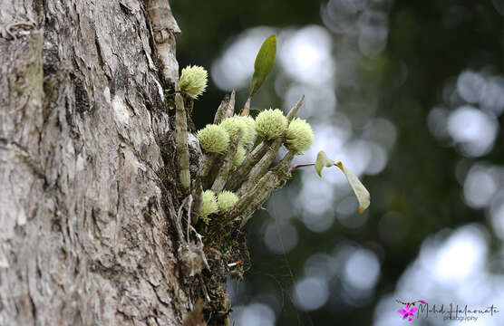 Plancia ëd Dendrobium capituliflorum Rolfe