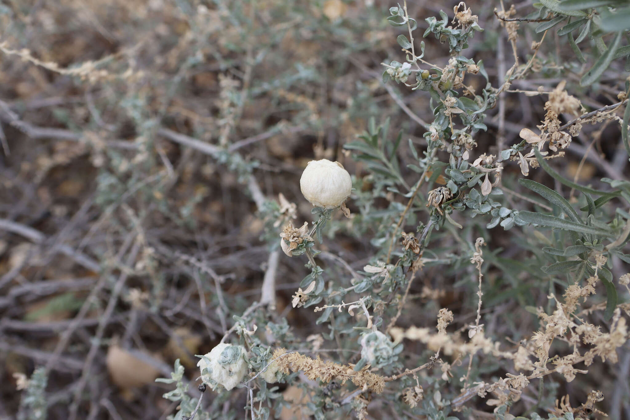 Image of Asphondylia floccosa Gagne 1986