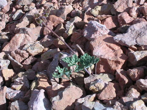 Plancia ëd Cymopterus rosei M. E. Jones