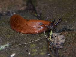 Image of red slug