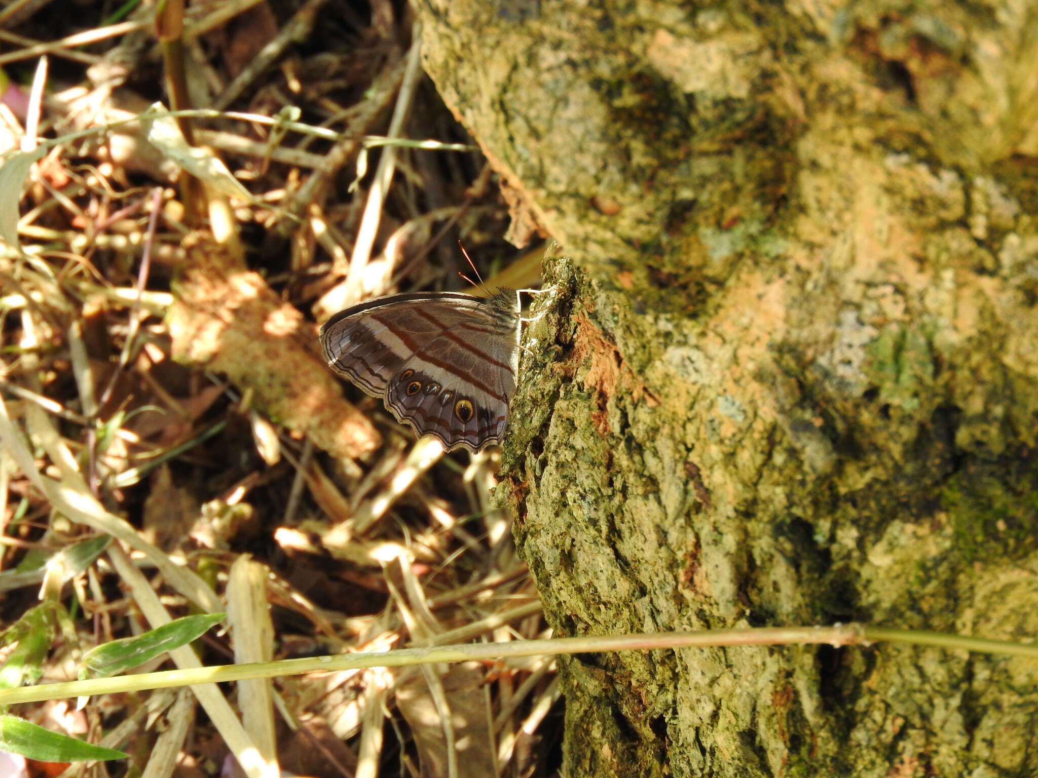 Image of Magneuptychia libye Linnaeus 1767