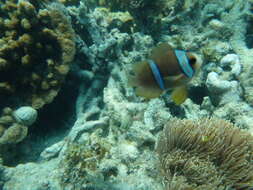 Image of Allard's clownfish