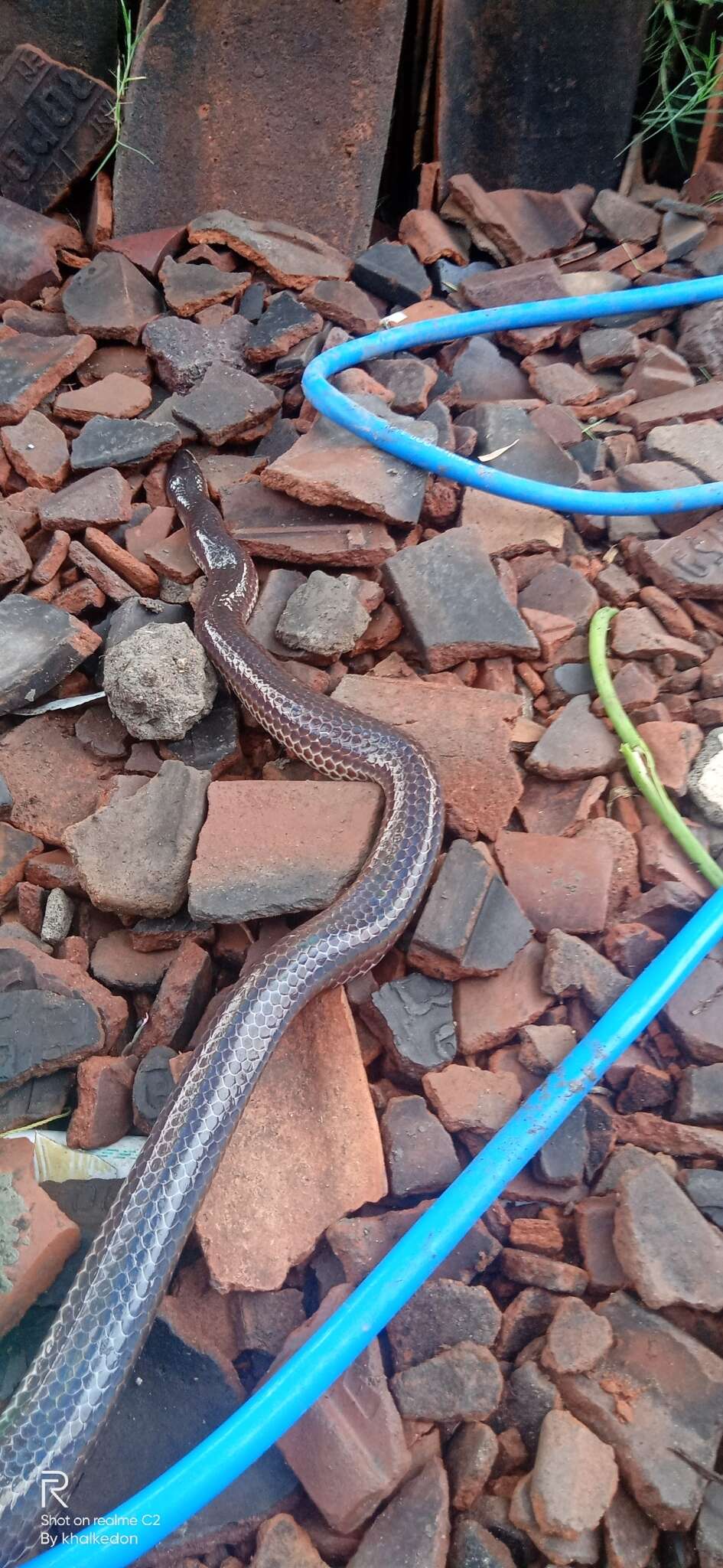 Image of sunbeam snakes