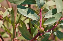 Plancia ëd Protea caffra subsp. gazensis (Beard) Chisumpa & Brummitt