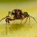 Image of Crowned Crab Spider