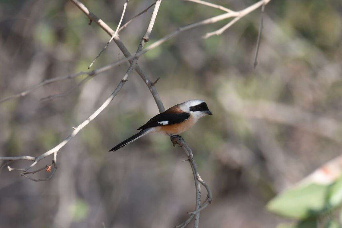 Image of Bay-backed Shrike