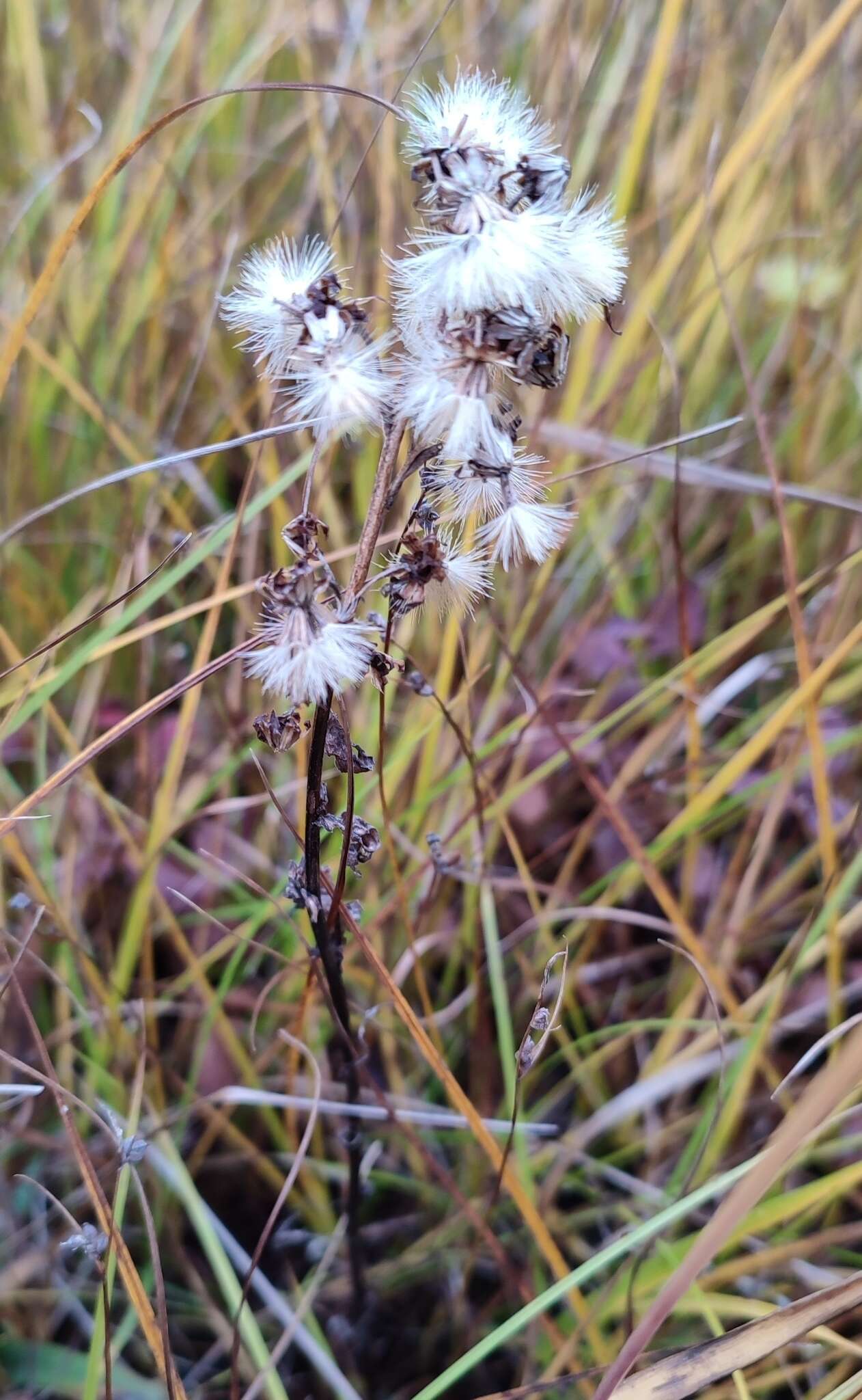 Plancia ëd Solidago virgaurea subsp. lapponica (With.) N. N. Tzvel.