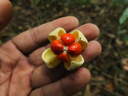 Image of Glyptopetalum grandiflorum Beddome