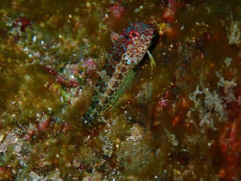 Image of Throatspotted blenny