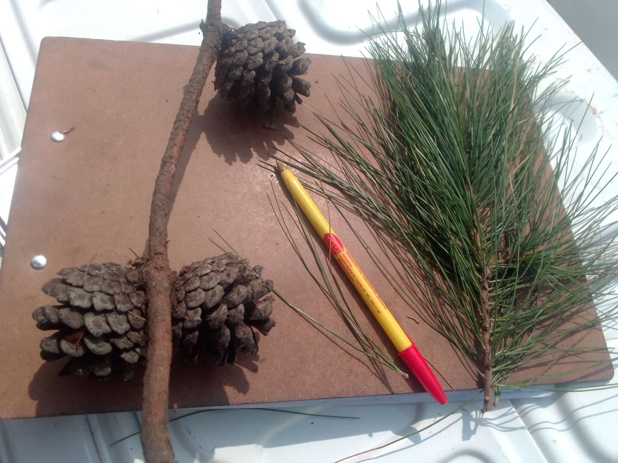 Pinus leiophylla Schiede ex Schltdl. & Cham. resmi