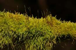 Image of Creeping Feather Moss