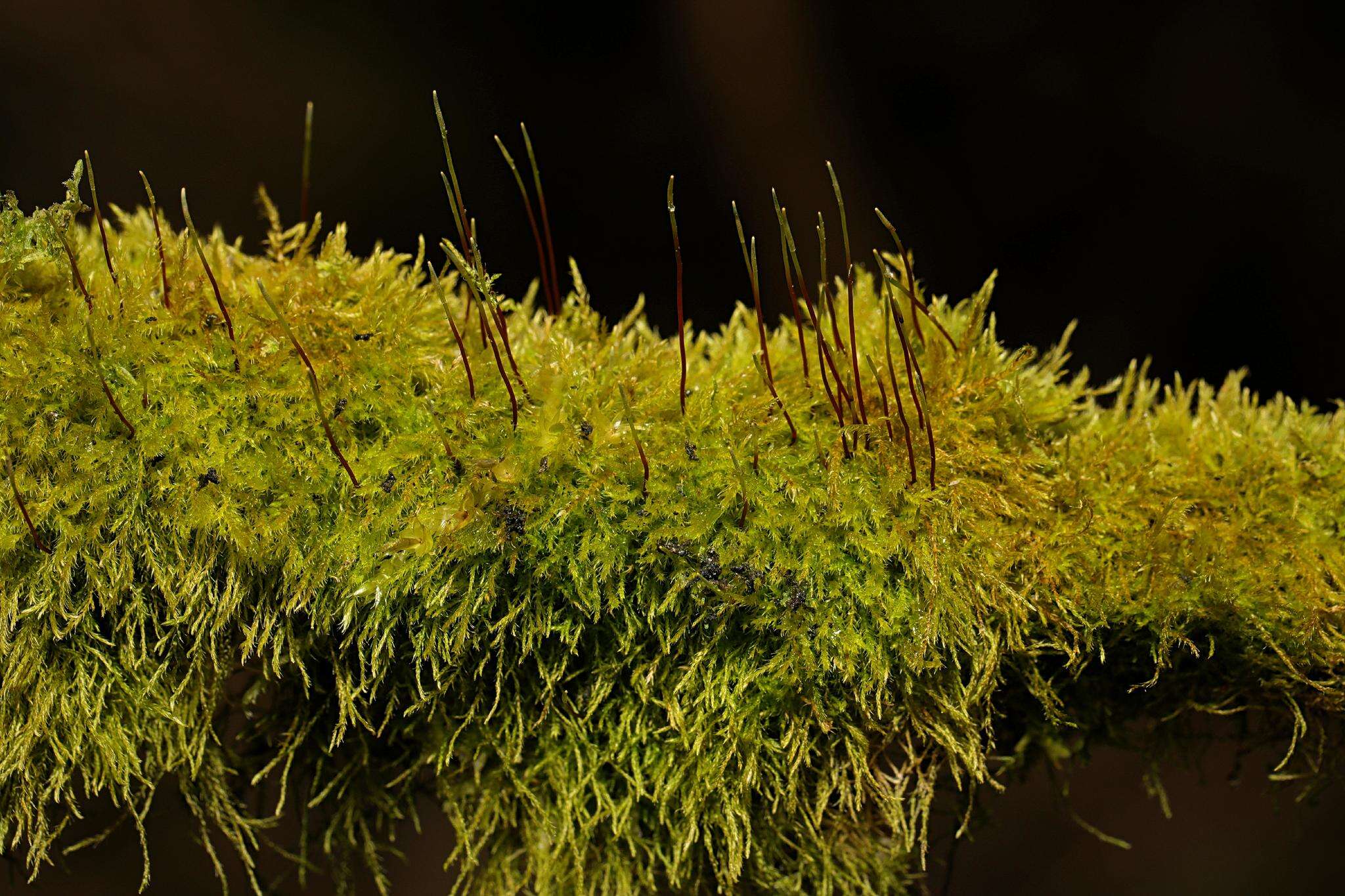 Image of Creeping Feather Moss