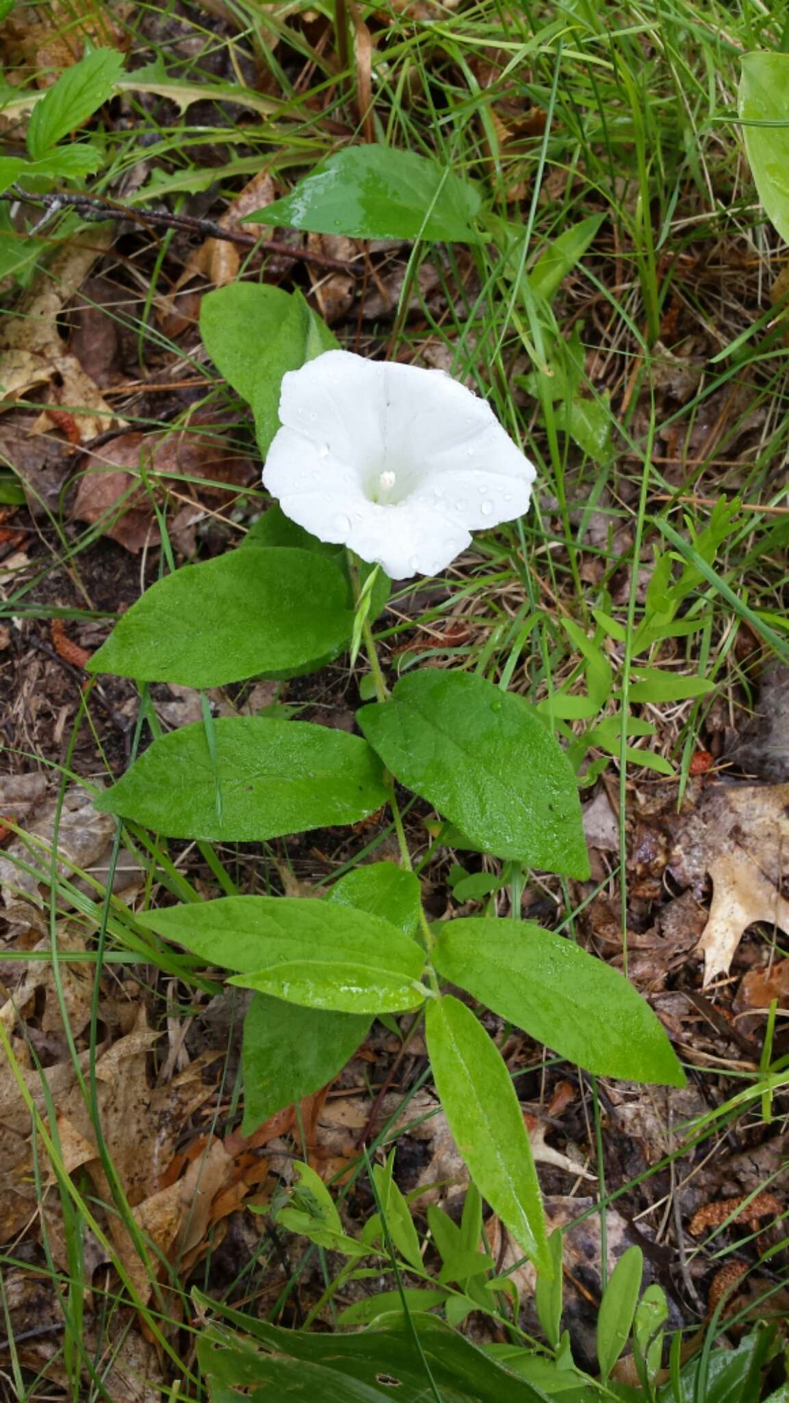 Image of low false bindweed