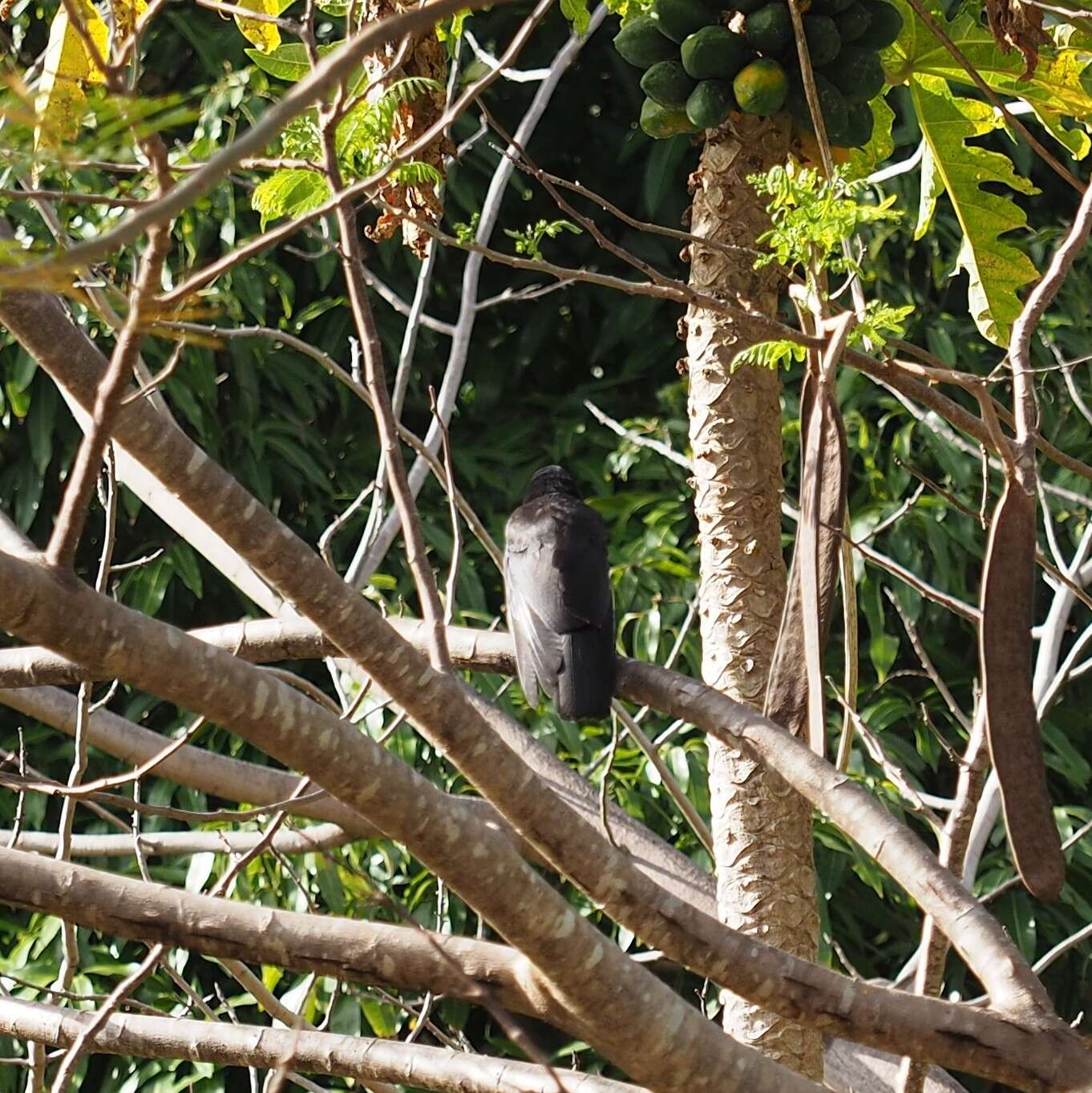 Image of New Caledonian Crow