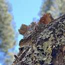 Image of Dorsalkeel Spiny Lizard