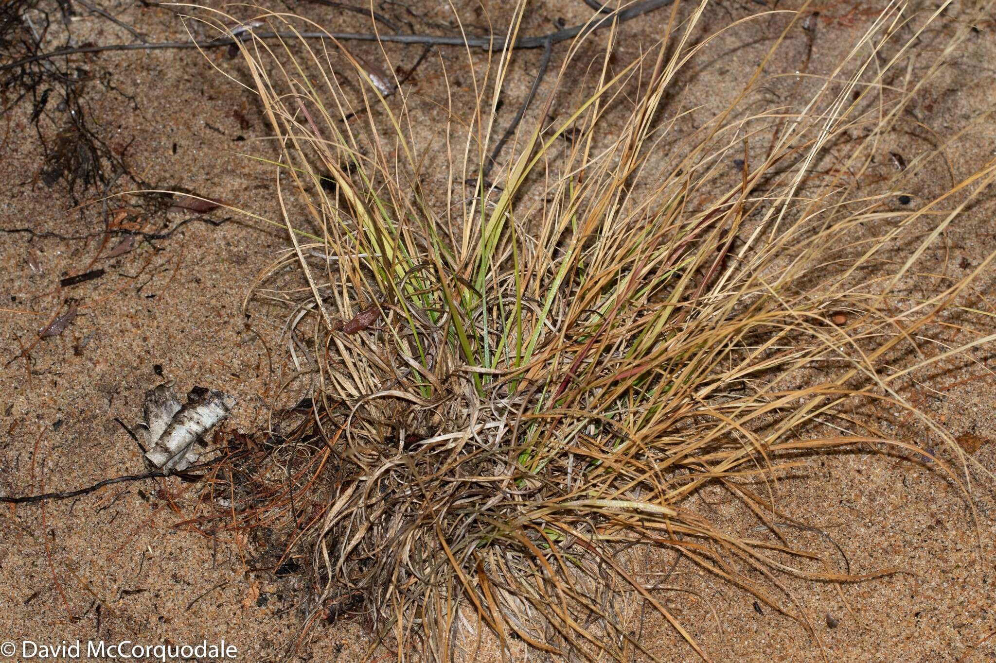 Image of flattened oatgrass