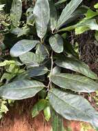 Imagem de Ocotea leucoxylon (Sw.) Mez