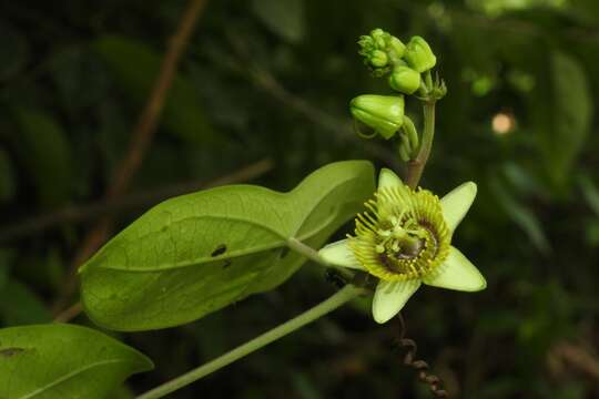 Sivun Passiflora sexocellata Schltdl. kuva