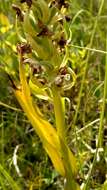 Dactylorhiza incarnata subsp. ochroleuca (Wüstnei ex Boll) P. F. Hunt & Summerh. resmi