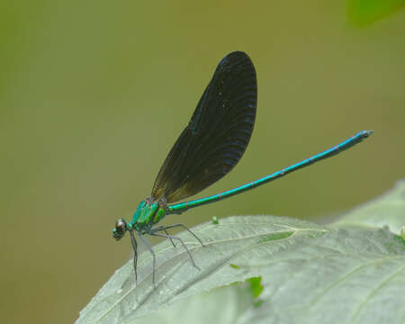 Image of Western Bluewing