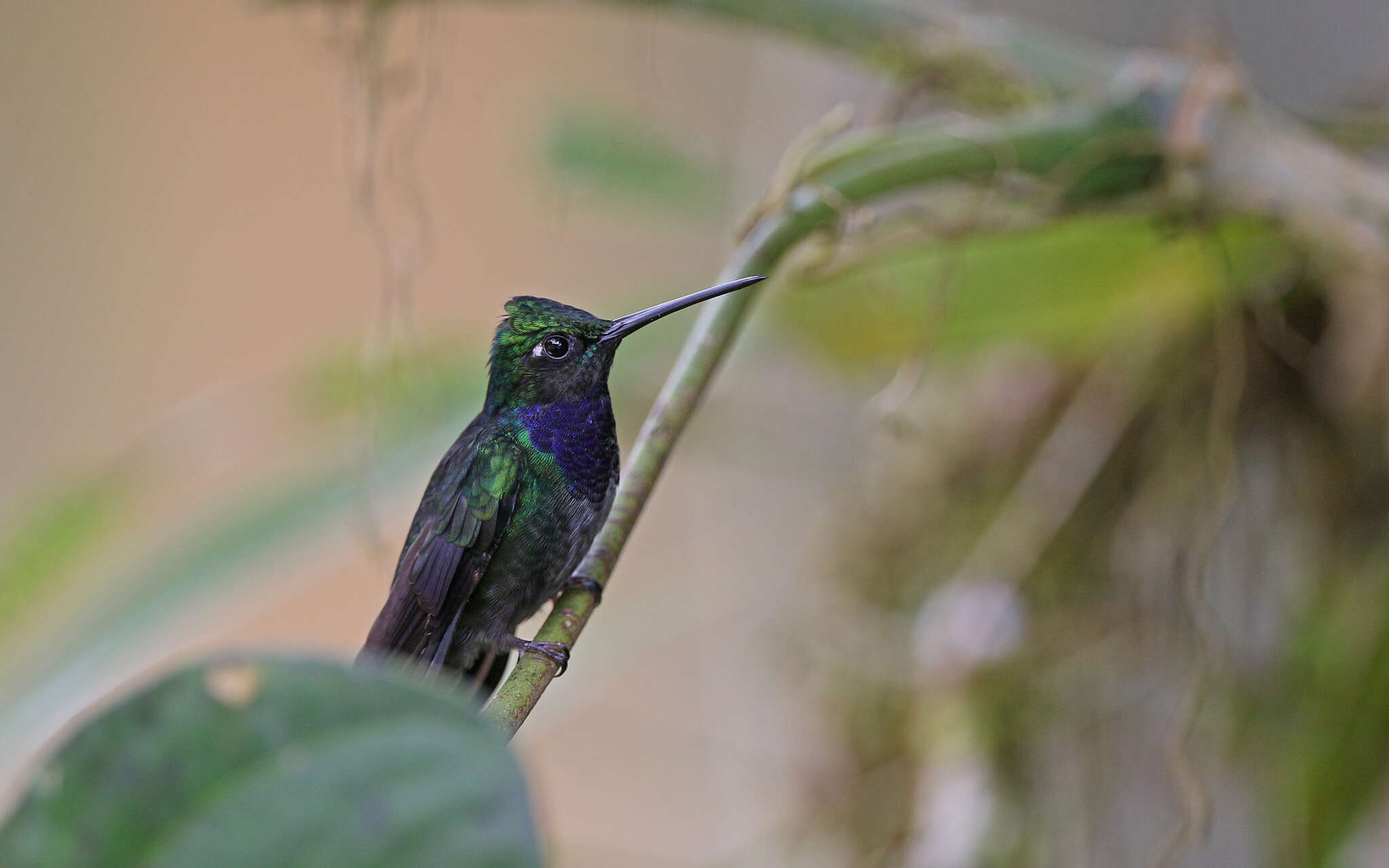 Campylopterus villaviscensio (Bourcier 1851) resmi