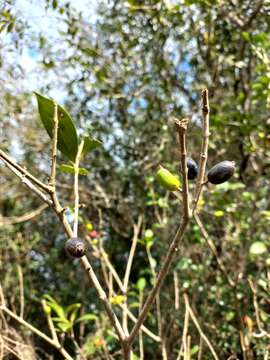 Image of Eugenia uruguayensis Cambess.