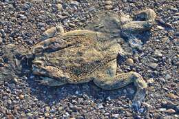 Image of Giant toad