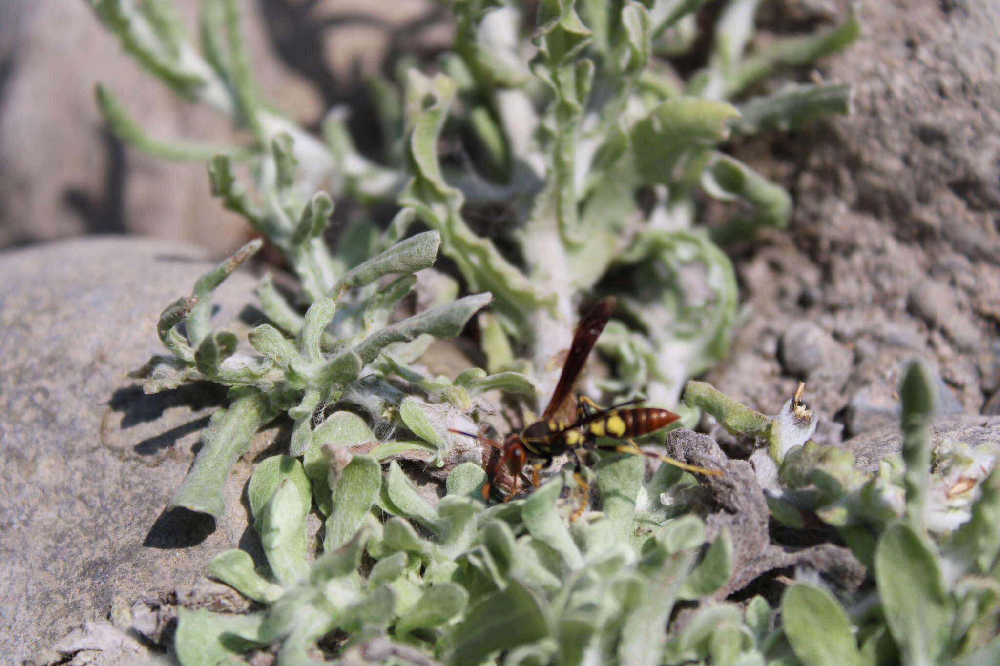 Image of Polistes peruvianus Bequard 1934