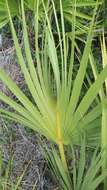 Image of scrub palmetto