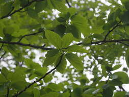 Image of Populus suaveolens Fisch.