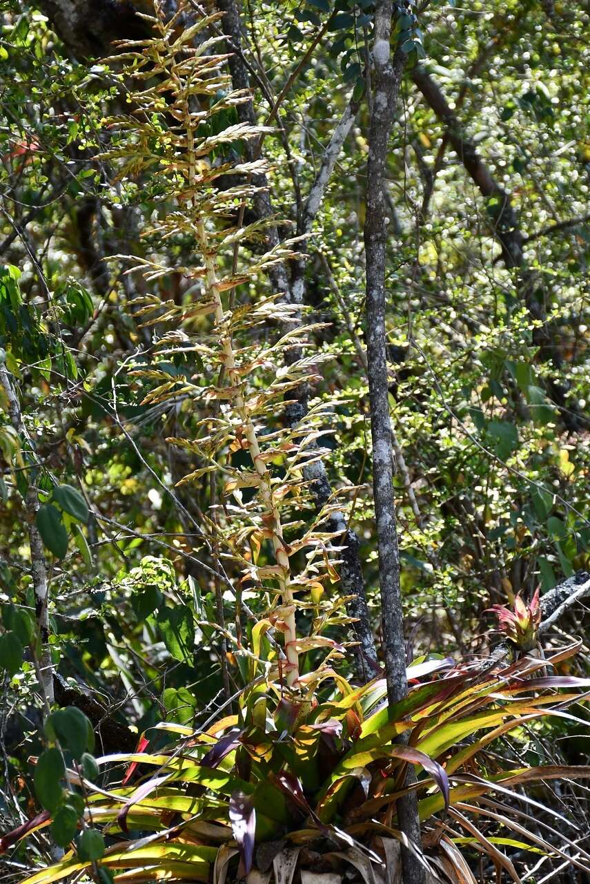 Image of Tillandsia excelsa Griseb.