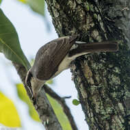 Tephrodornis virgatus (Temminck 1824)的圖片