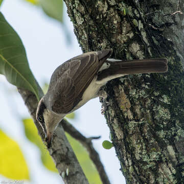 Tephrodornis virgatus (Temminck 1824)的圖片